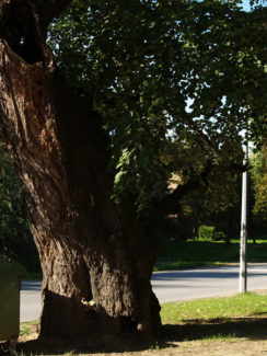 Špišić Bukovica - lipa ispred crkve sv. Ivana Krstitelja - jesen 2008.